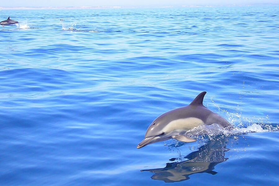 Lagos: Dolphin Watching with Professional Marine Biologists - Setting out from Marina de Lagos