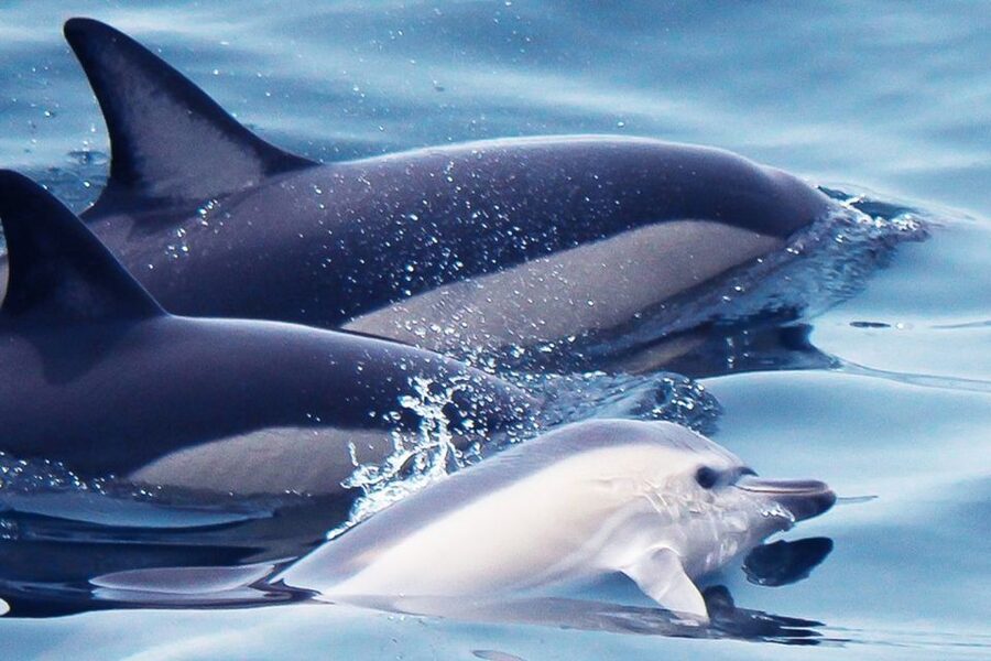 Lagos: Dolphin Watching with Professional Marine Biologists - Searching for dolphins in the Atlantic