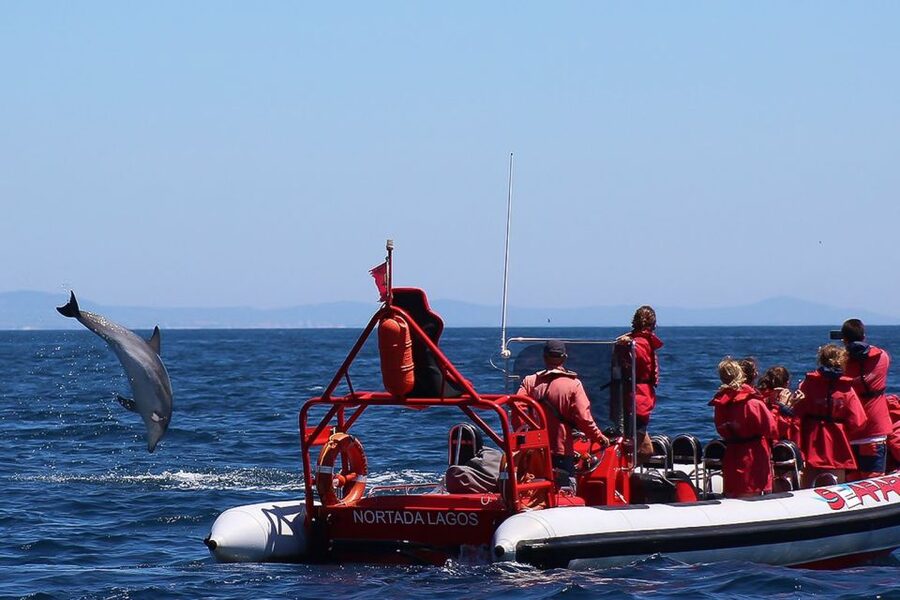Lagos: Dolphin Watching with Professional Marine Biologists - What the marine biologists add