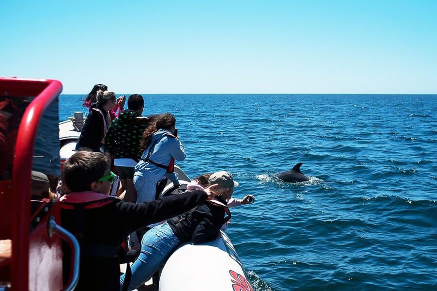 Lagos: Dolphin Watching with Professional Marine Biologists - Watching the pods without disturbing them