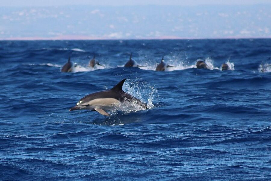 Lagos: Dolphin Watching with Professional Marine Biologists - Is $40 a fair price?