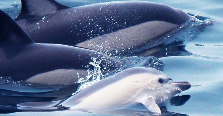 Lagos: Dolphin Watching with Professional Marine Biologists - The Tornado RIB makes the journey part of the attraction