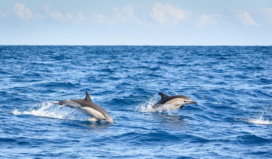 Lagos: Dolphins & Caves - Catamaran - Key points to know before you book