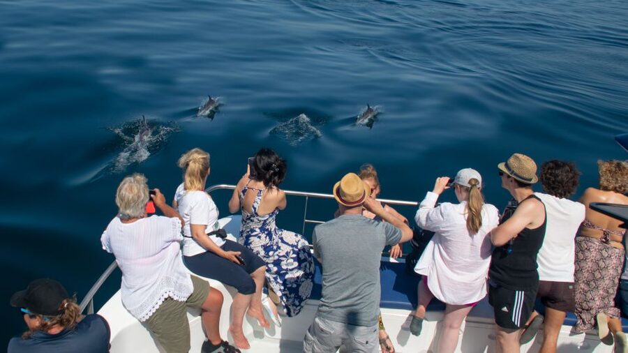 Lagos: Dolphins & Caves - Catamaran - Responsible dolphin watching, not a chase