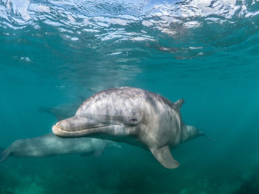 Lagos: Dolphins & Caves - Catamaran - The inflatable slide and swimming stop