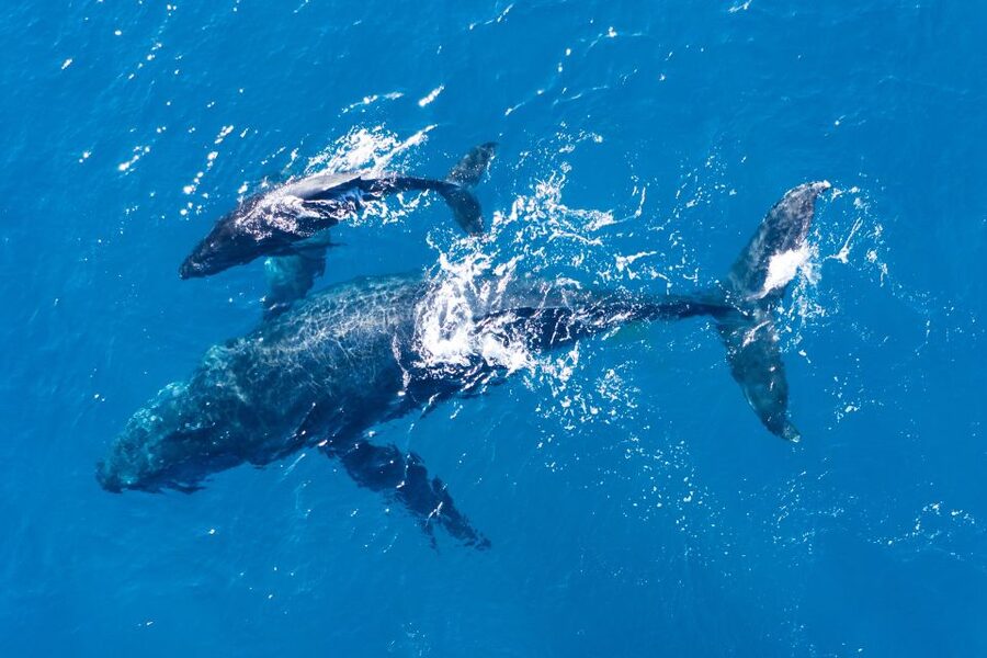 Lagos: Dolphins & Caves - Catamaran - Is $58 good value?