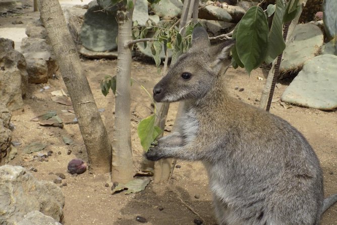 Lagos Zoo Admission Ticket - The small farm is the most child-friendly stop
