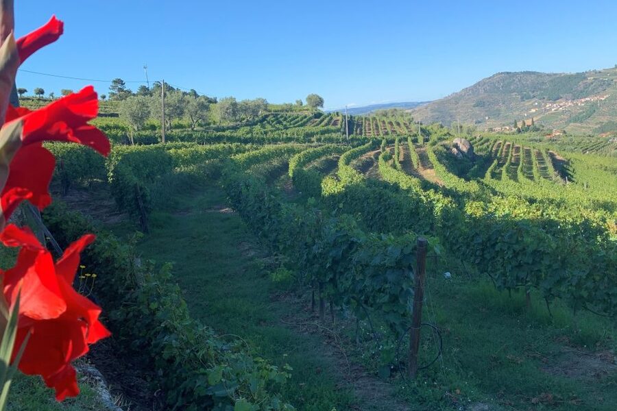 Lamego: Quinta da Portela de Baixo Winery Tour and Tasting - A small quinta with a big sense of place