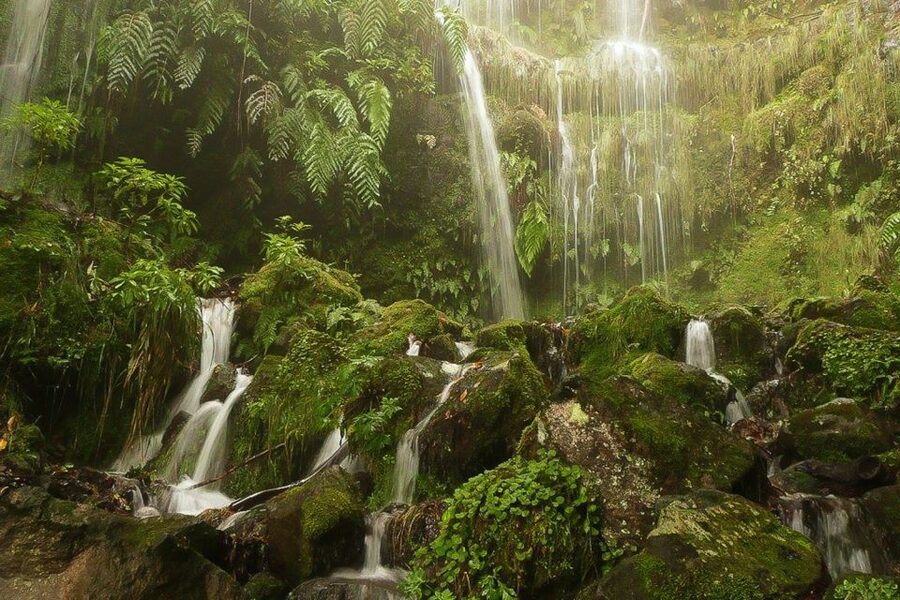 Levada Walk and Caldeirao Verde Waterfalls: Madeira - Forest paths, levada views, and changing scenery