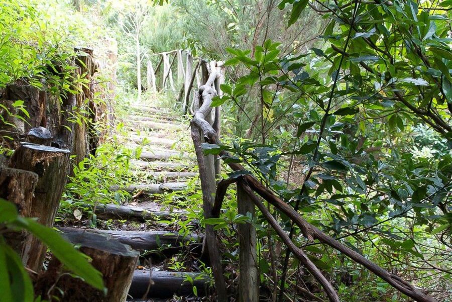 Levada Walk and Caldeirao Verde Waterfalls: Madeira - What the $46 price really covers
