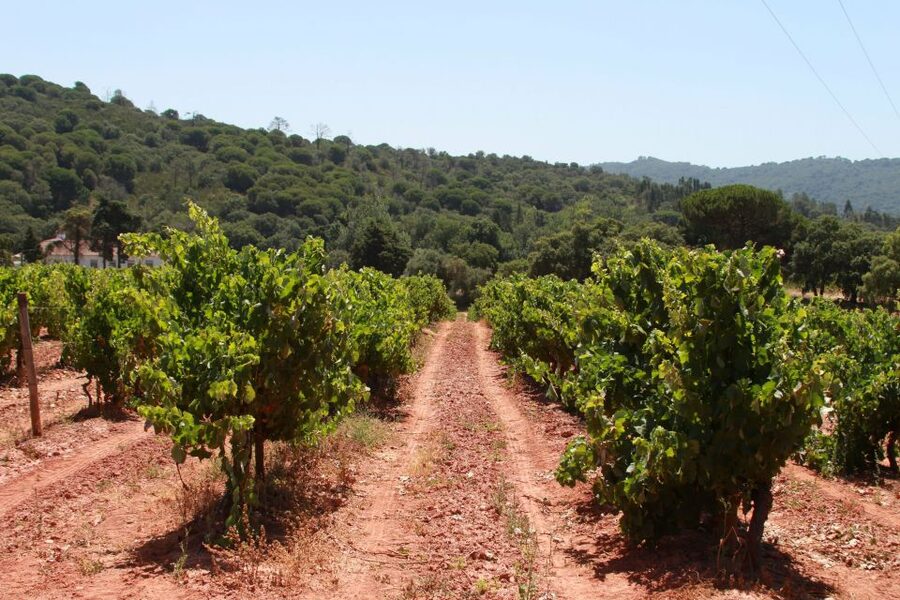Lisbon: Arrábida and Sesimbra Day Trip with Wine - What the $75 price really covers