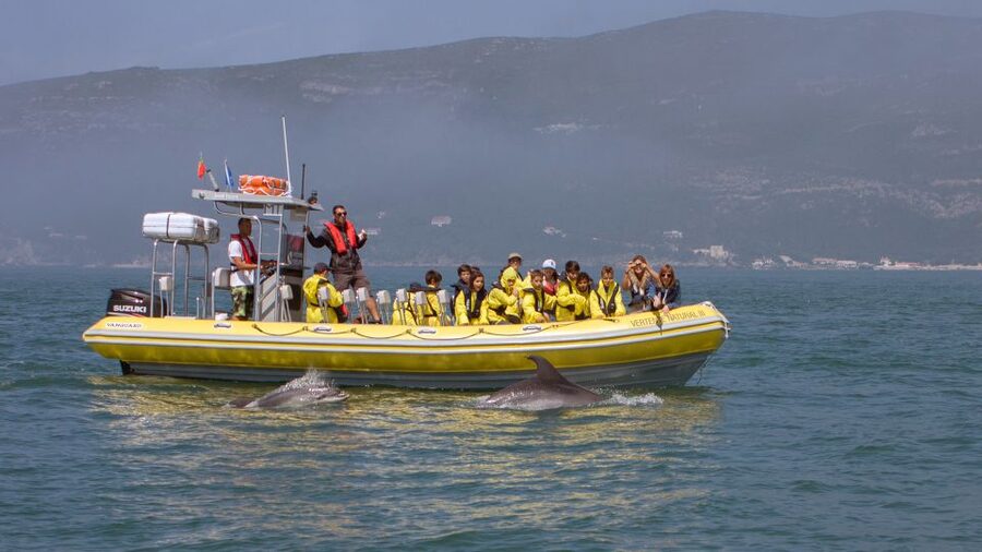 Lisbon: Arrábida Natural Park Dolphin Watching Boat Tour - Key points to know before you go