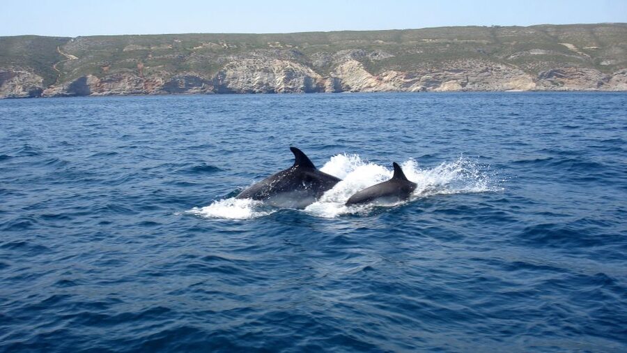 Lisbon: Arrábida Natural Park Dolphin Watching Boat Tour - Should you book the Arrábida dolphin tour?