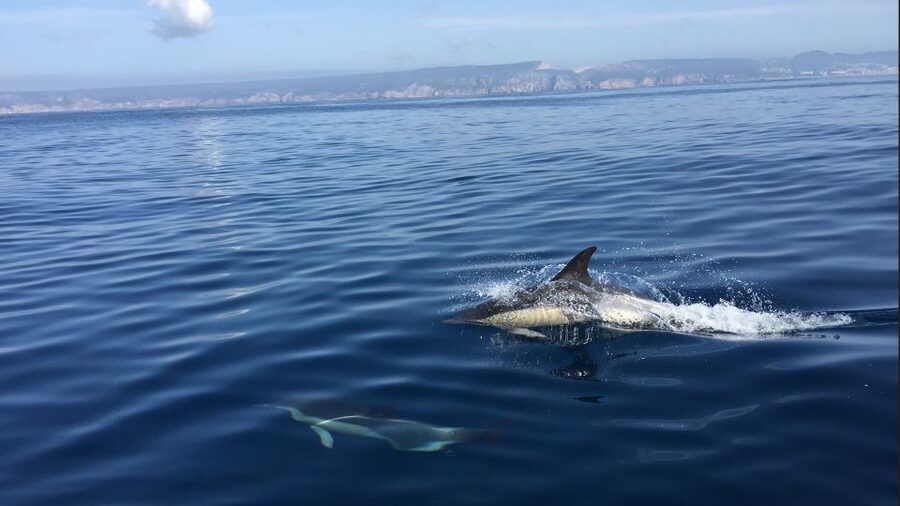 Lisbon: Arrábida Natural Park Dolphin Watching Boat Tour - Boarding the semi-inflatable boat