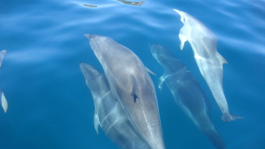 Lisbon: Arrábida Natural Park Dolphin Watching Boat Tour - The dolphin search requires patience