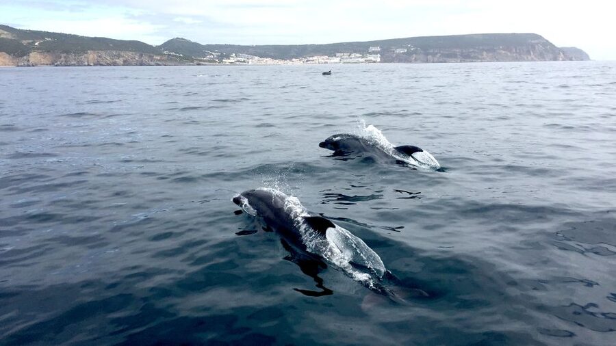 Lisbon: Arrábida Natural Park Dolphin Watching Boat Tour - Coast, caves, and beaches after the wildlife search