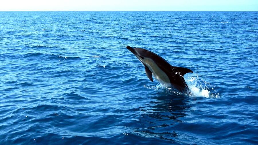 Lisbon: Arrábida Natural Park Dolphin Watching Boat Tour - How much time and money should you allow?