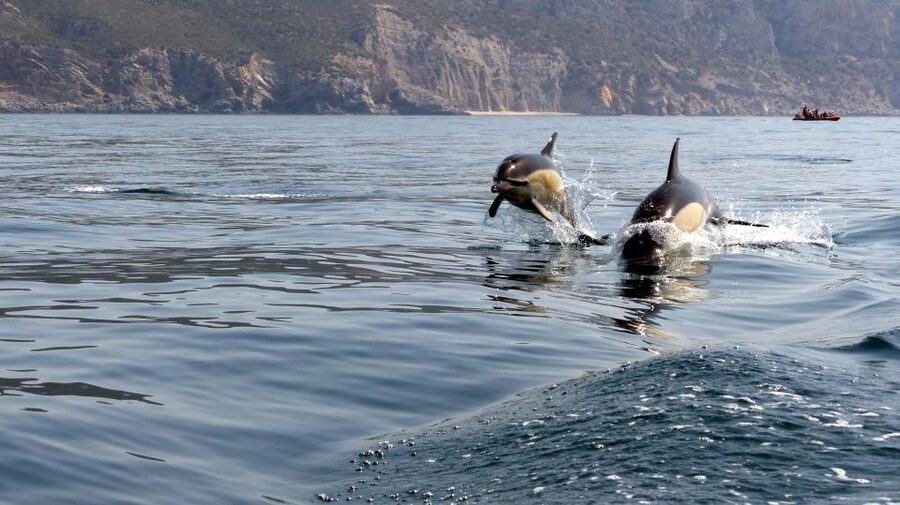Lisbon: Arrábida Natural Park Dolphin Watching Boat Tour - Who will enjoy this most?