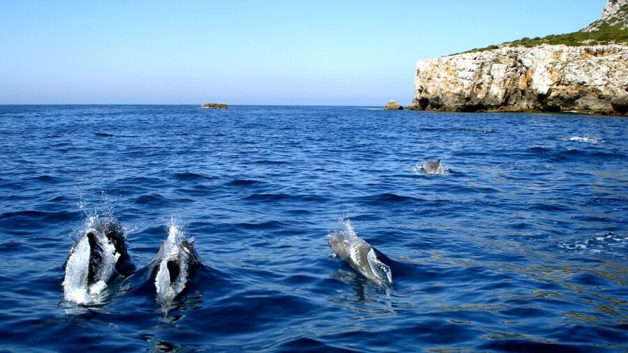 Lisbon: Arrábida Natural Park Dolphin Watching Boat Tour - Starting in Sesimbra or central Lisbon