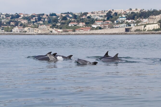 Lisbon: Dolphin Watching with a Marine Biologist - Ocean Safari - Leaving Lisbon from beneath the 25th of April Bridge