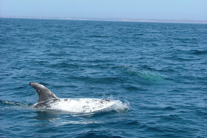 Lisbon: Dolphin Watching with a Marine Biologist - Ocean Safari - Dolphin encounters are wild, close, and unpredictable