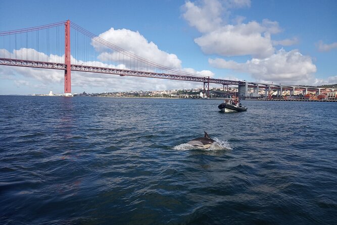 Lisbon: Dolphin Watching with a Marine Biologist - Ocean Safari - What the marine biologist adds