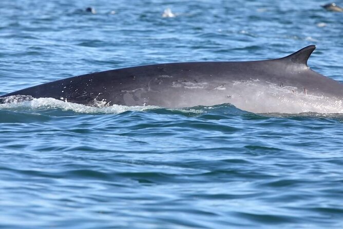 Lisbon: Dolphin Watching with a Marine Biologist - Ocean Safari - Is $62.88 a good value?