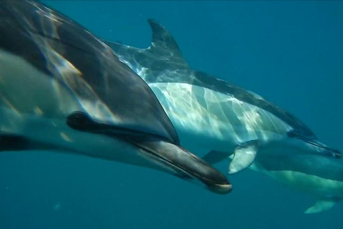 Lisbon: Dolphin Watching with a Marine Biologist - Ocean Safari - Farol do Bugio marks the turn toward open water