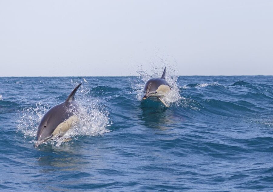 Lisbon: Dolphin Watching with Marine Biologist - Five things to know before you book
