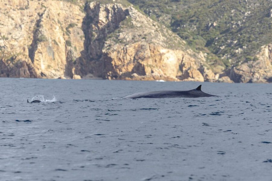 Lisbon: Dolphin Watching with Marine Biologist - Should you book the SeaEO dolphin tour?