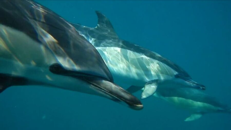 Lisbon: Dolphin Watching with Marine Biologist - Leaving Lisbon from Doca de Santo Amaro