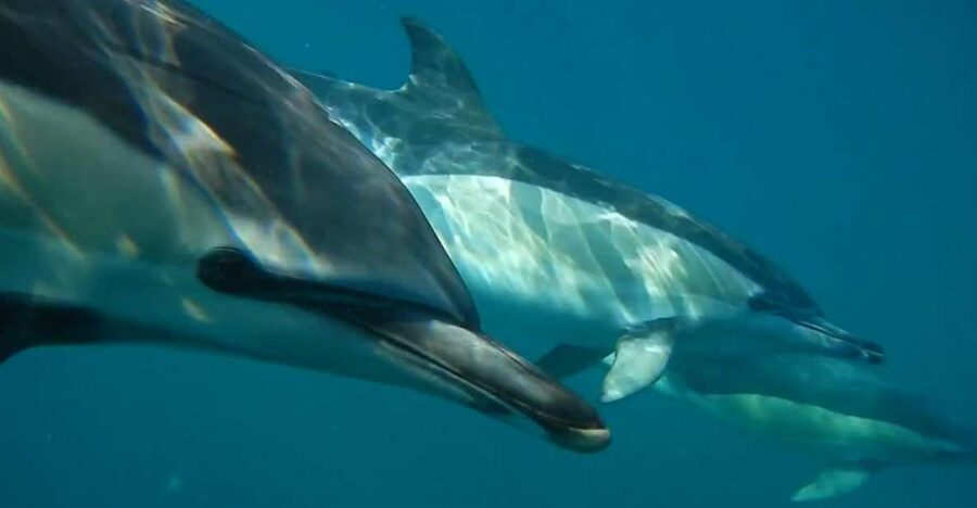 Lisbon: Dolphin Watching with Marine Biologist - Watching dolphins without chasing them