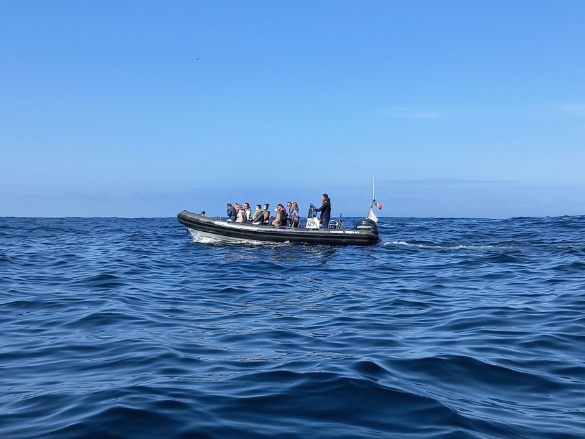 Lisbon: Dolphin Watching with Marine Biologist - The Cascais search area and marine science