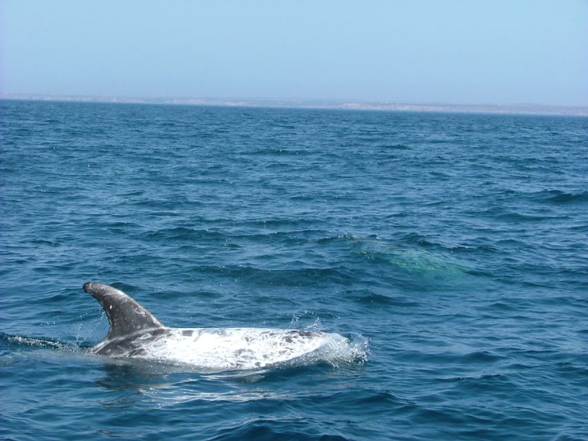 Lisbon: Dolphin Watching with Marine Biologist - Returning past Belém’s great monuments