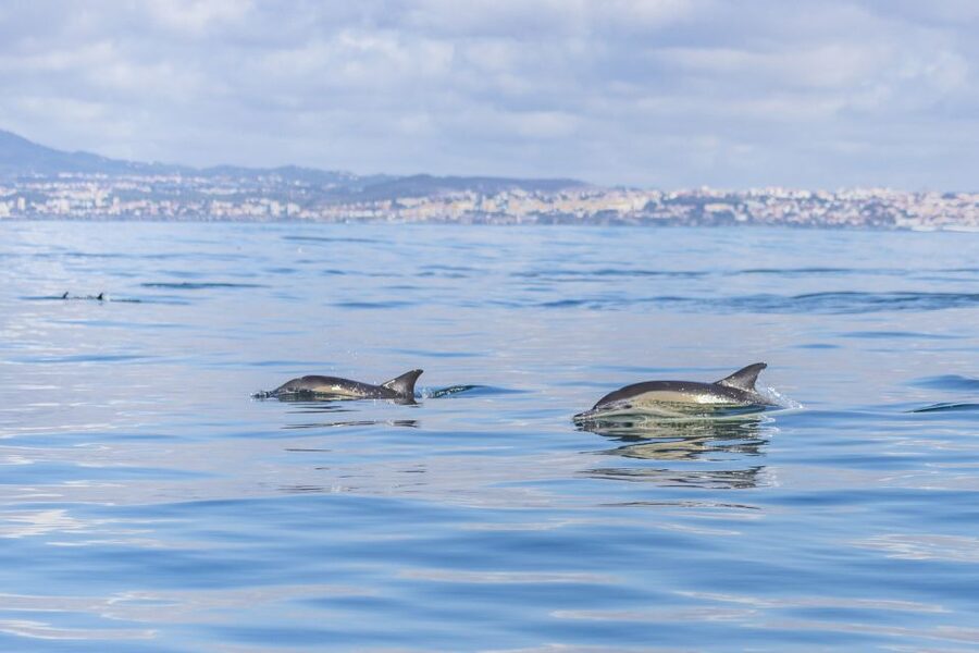 Lisbon: Dolphin Watching with Marine Biologist - What the $76 price really buys you
