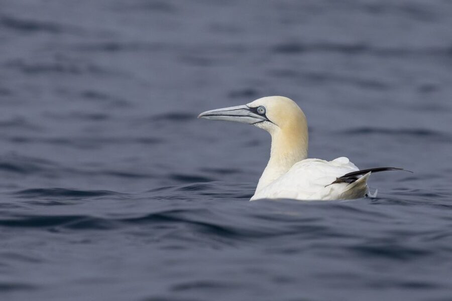 Lisbon: Dolphin Watching with Marine Biologist - Who should book this Lisbon boat trip?