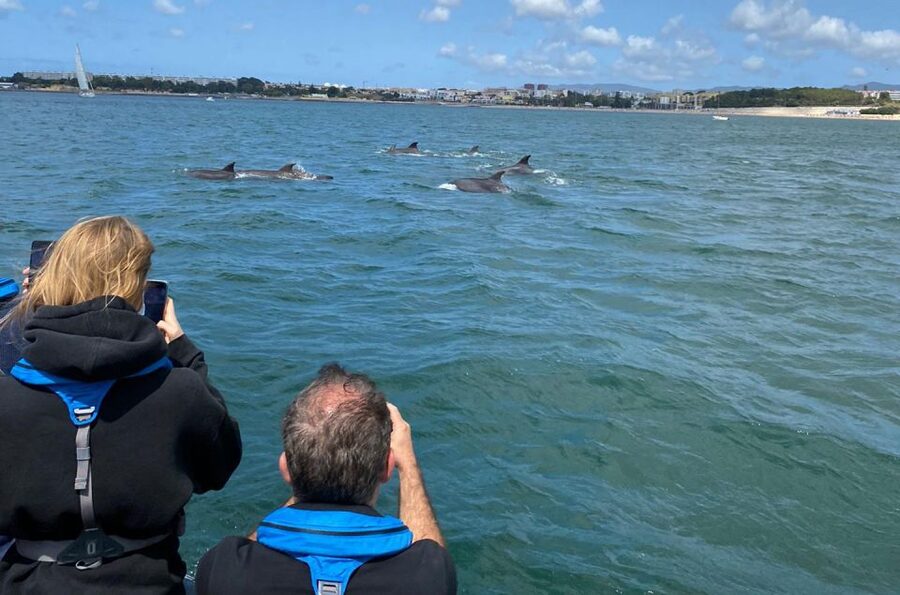 Lisbon: Dolphin Watching with Marine Biologist - Small Group - Practical Value at $61