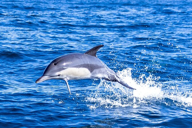 Lisbon: Dolphin Watching with Marine Biologist - Small Group - Why This Dolphin Tour Feels Different