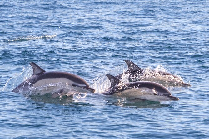 Lisbon: Dolphin Watching with Marine Biologist - Small Group - Racing Along the Tagus River