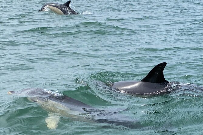 Lisbon: Dolphin Watching with Marine Biologist - Small Group - Searching the Open Sea for Dolphins
