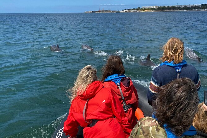 Lisbon: Dolphin Watching with Marine Biologist - Small Group - Watching Without Chasing