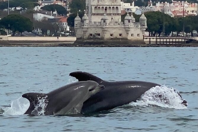 Lisbon: Dolphin Watching with Marine Biologist - Small Group - Returning Past Lisbon’s Waterfront Icons