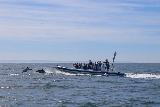 Lisbon: Dolphin Watching with Marine Biologist - Small Group - The Lounge Makes a Nice Finish