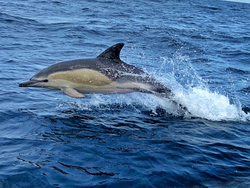 Lisbon: Dolphin Watching with Marine Biologist - Small Group - Who Will Enjoy It Most