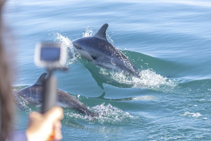 Lisbon: Dolphin Watching with Marine Biologist - Crossing the Tagus in search of marine life
