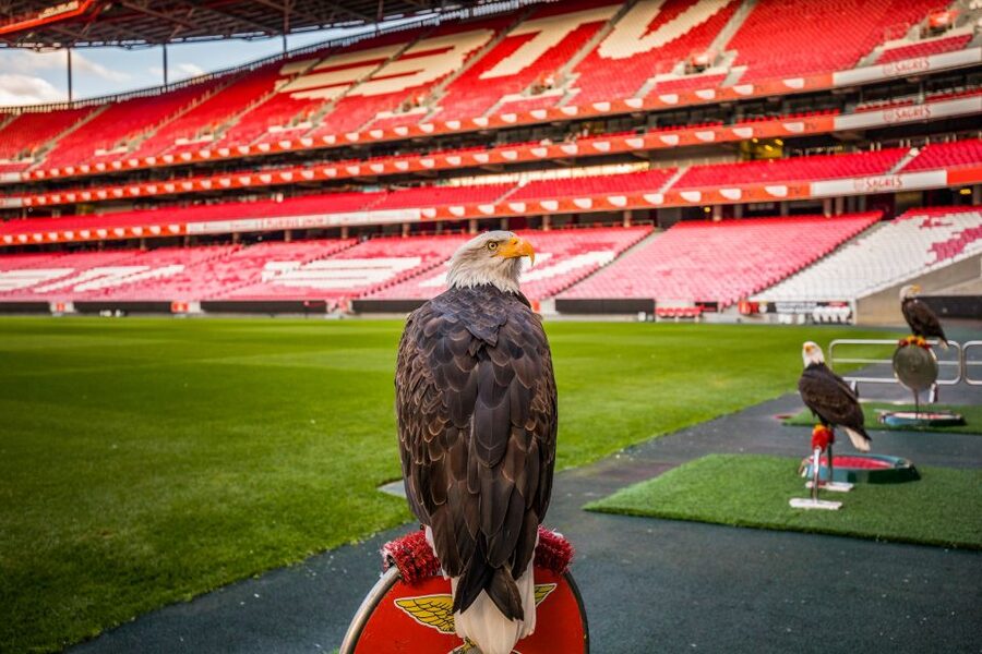 Lisbon: Luz Stadium Tour & SL Benfica Museum Ticket w/Scarf - The Hall of Fame, VR section, and player tunnel