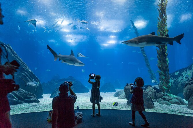 Lisbon Oceanario: Aquarium Entrance Ticket - Why Lisbon Oceanarium deserves a place in your plans