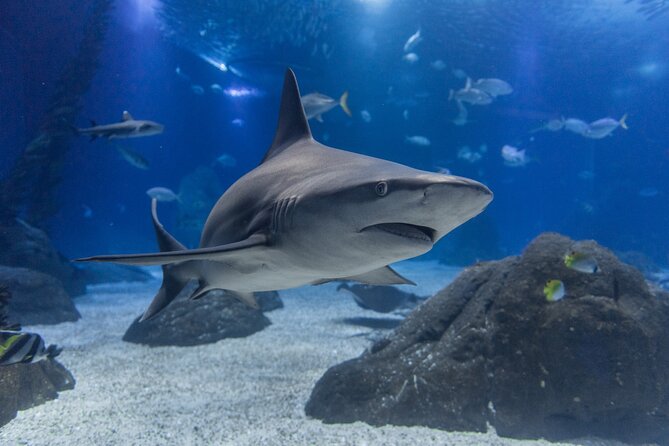Lisbon Oceanario: Aquarium Entrance Ticket - Submerged Universe and the digital question