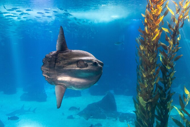 Lisbon Oceanario: Aquarium Entrance Ticket - Sea otters, penguins, and the smaller stars