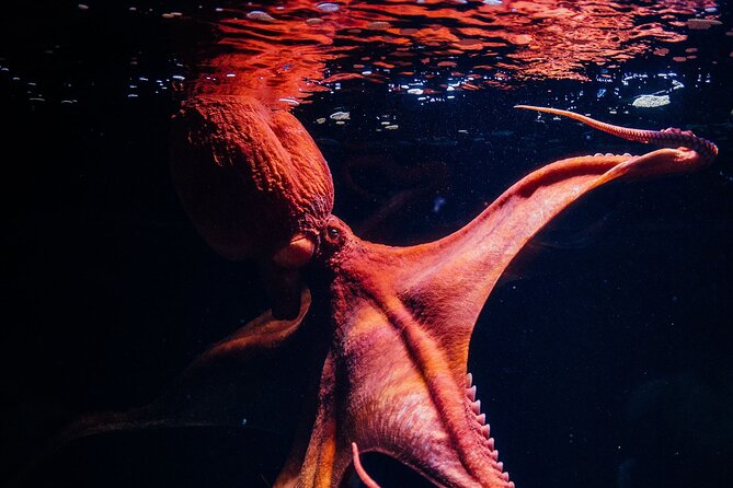 Lisbon Oceanario: Aquarium Entrance Ticket - How long to spend and when to arrive